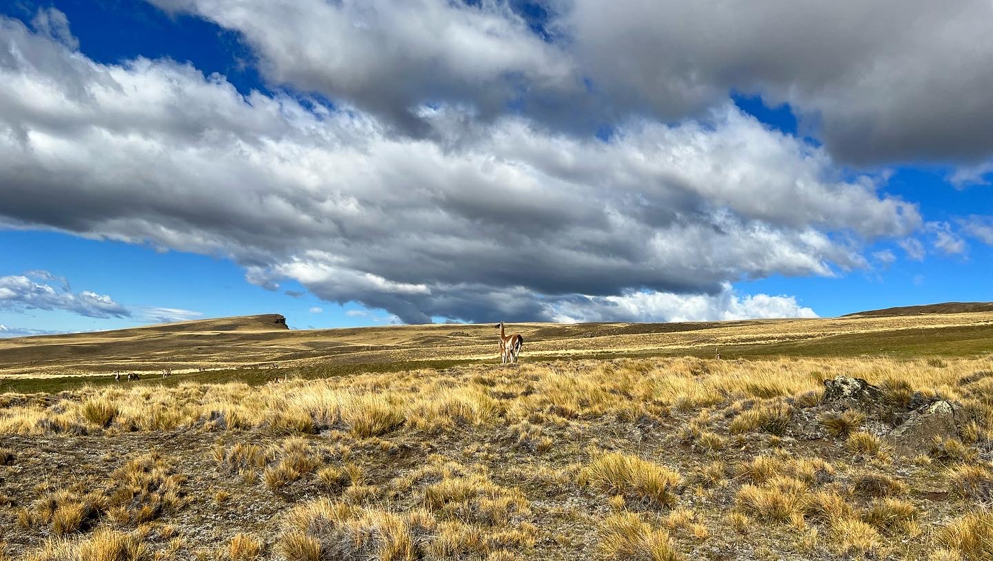 Estepa patagónica y guanaco en la Sierra Baguales, Región de Magallanes